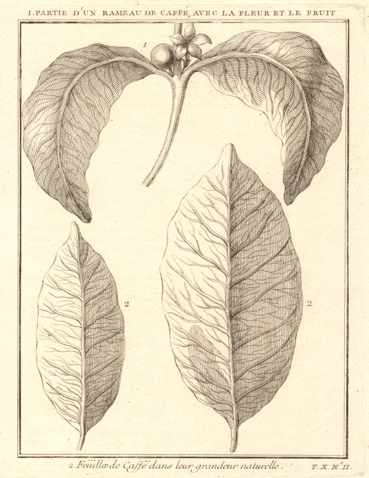 'Partie d’un Rameau de Caffé'. Coffee tree plant flower fruit leaf 1752 print